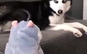 Husky Loses It When Toy Makes A Noise