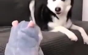 Husky Loses It When Toy Makes A Noise - Animals - VIDEOTIME.COM