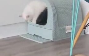 Cat Successfully Fails Escape Mission