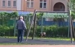 Cat Wants To Have A Go On The Swing Like A Child - Animals - VIDEOTIME.COM