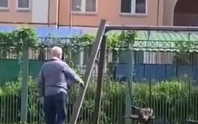 Cat Wants To Have A Go On The Swing Like A Child