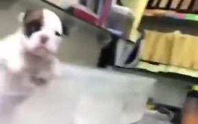 Tiny Puppy Tries To Throw A Punch - Animals - VIDEOTIME.COM