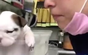 Tiny Puppy Tries To Throw A Punch