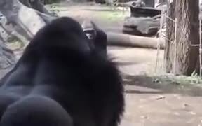 Dad Gorilla Steals Baby From Mom Gorilla To Play