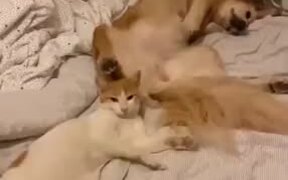 Cat Gets Bonked On The Head By Dog