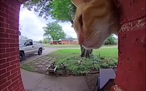 Cat Gets Locked Outside - Animals - VIDEOTIME.COM
