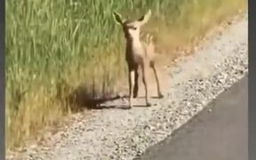 Baby Deer Nopes The Heck Out Prancing Away