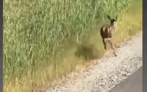 Baby Deer Nopes The Heck Out Prancing Away