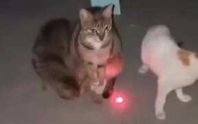 Cat Totally Regrets Becoming A Mother - Animals - VIDEOTIME.COM