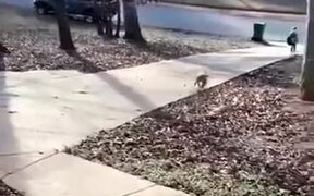 Happy Puppy Runs To Receive Child From The School