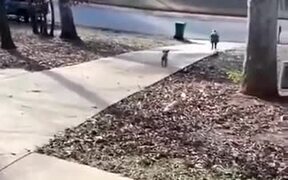 Happy Puppy Runs To Receive Child From The School - Animals - VIDEOTIME.COM