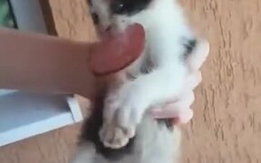 Fiesty Kitten Doesn't Believe In Sharing Anything - Animals - VIDEOTIME.COM