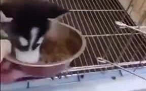 Little Puppy Eats Like A Vacuum - Animals - VIDEOTIME.COM