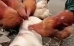 Doggo Getting A Nice Massage From Chickens