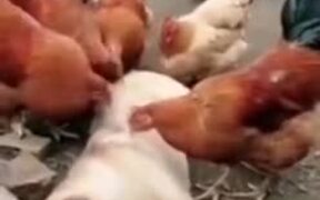 Doggo Getting A Nice Massage From Chickens - Animals - VIDEOTIME.COM