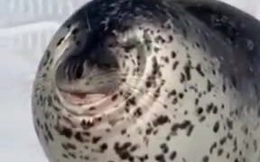 The Seal That Had No Neck - Animals - VIDEOTIME.COM