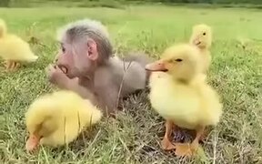 Baby Monkey And It's Duckling Friends