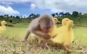 Baby Monkey And It's Duckling Friends - Animals - VIDEOTIME.COM