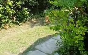 Dog Gets Frisbee Stuck On It's Leg - Animals - VIDEOTIME.COM