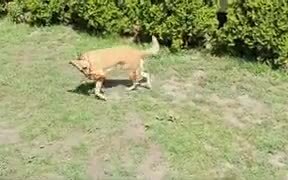 Dog Gets Frisbee Stuck On It's Leg - Animals - VIDEOTIME.COM