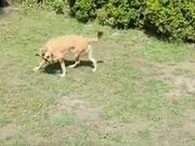 Dog Gets Frisbee Stuck On It's Leg