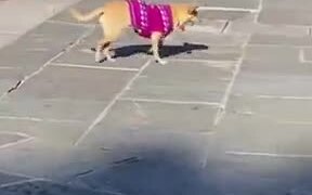 Cute Doggo Gets Money For The Busker - Animals - VIDEOTIME.COM