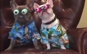 Doggos With Googly Eyes Ready To Hit The Vacation