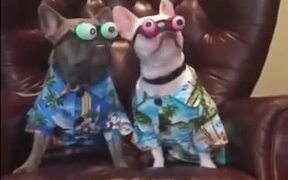 Doggos With Googly Eyes Ready To Hit The Vacation