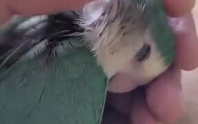 Parrot Really Loves Some Head Scratches - Animals - VIDEOTIME.COM