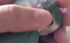 Parrot Really Loves Some Head Scratches