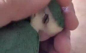 Parrot Really Loves Some Head Scratches - Animals - VIDEOTIME.COM