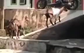 Goats Slipping Around And Having Fun - Animals - VIDEOTIME.COM