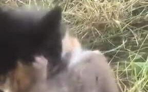 Beautiful Friendship Between A Rat And A Cat - Animals - VIDEOTIME.COM