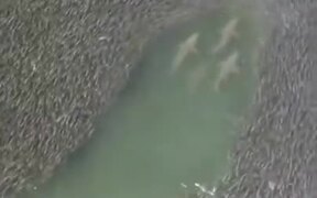 Sharks Moving Through An Enormous Shoal Of Fishes - Animals - VIDEOTIME.COM