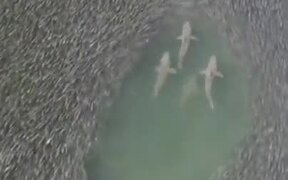 Sharks Moving Through An Enormous Shoal Of Fishes
