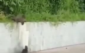 Otters Never Leave Their Family Alone
