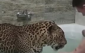 Leopard Enjoys A Bath In A Bathtub Like A Dog - Animals - VIDEOTIME.COM