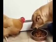 Chicken Be Like "Just A Piece, Come On!" - Animals - Y8.COM