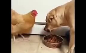 Chicken Be Like "Just A Piece, Come On!"