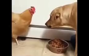Chicken Be Like "Just A Piece, Come On!" - Animals - VIDEOTIME.COM