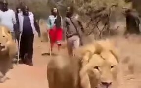 Lions Being Tour Guides To Rangers And Tourists