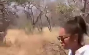 Lions Being Tour Guides To Rangers And Tourists - Animals - VIDEOTIME.COM