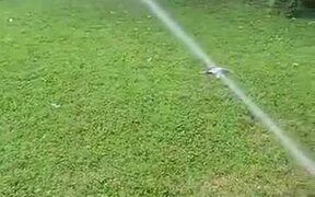 Penelope The Dog Loves Playing With The Hose