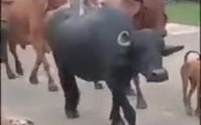 Doggo Hitches A Ride On A Buffalo - Animals - VIDEOTIME.COM