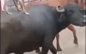 Doggo Hitches A Ride On A Buffalo - Animals - VIDEOTIME.COM