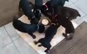 Strange Ritualistic Pinwheel Spinning Of Puppies - Animals - VIDEOTIME.COM