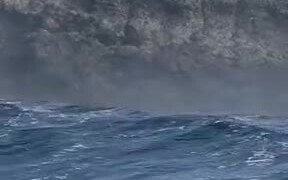 Sea Lions Catching Some Big Waves