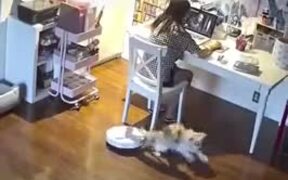 Doggo Gets Attacked By A Vacuum Robot - Animals - VIDEOTIME.COM