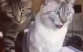 Cat Getting Licked Does The Derp Face