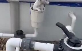 Doggo Executes Cool Exit From Pool - Animals - VIDEOTIME.COM